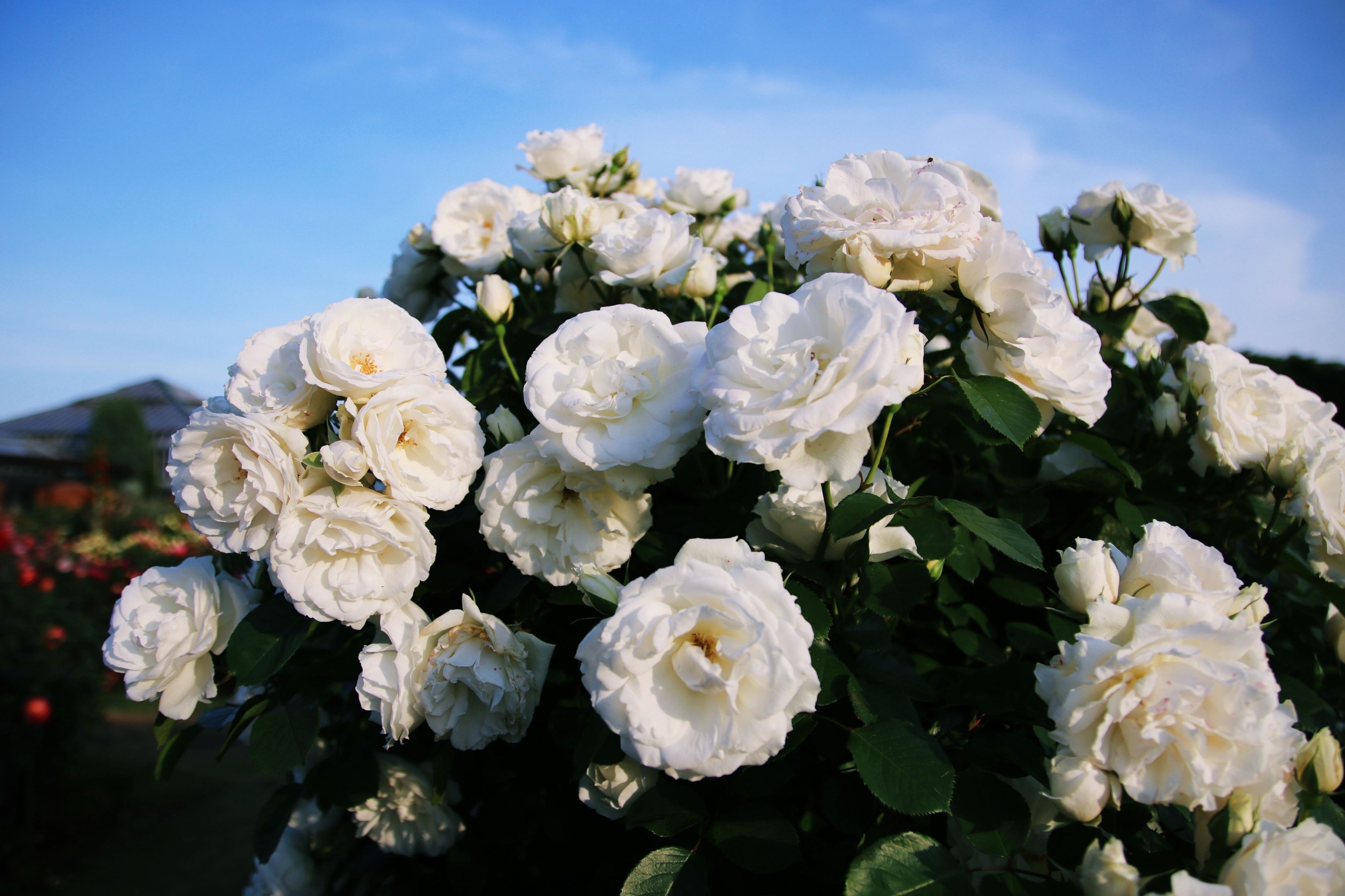 Découvrez la Signification des couleurs de roses 4 rose bonheur