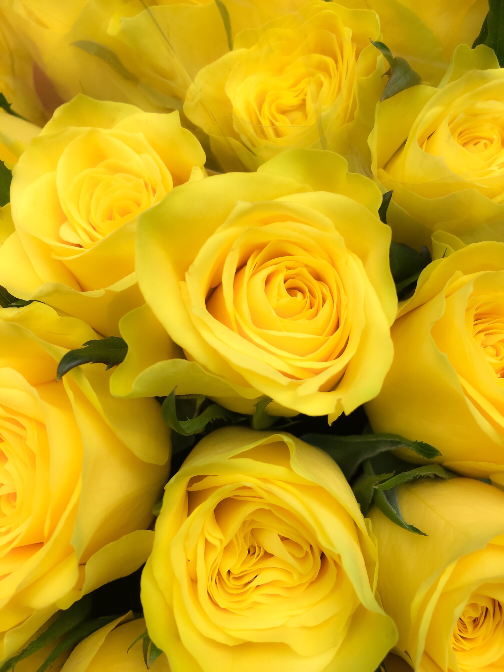 Découvrez la Signification des couleurs de roses 3 rose jaune
