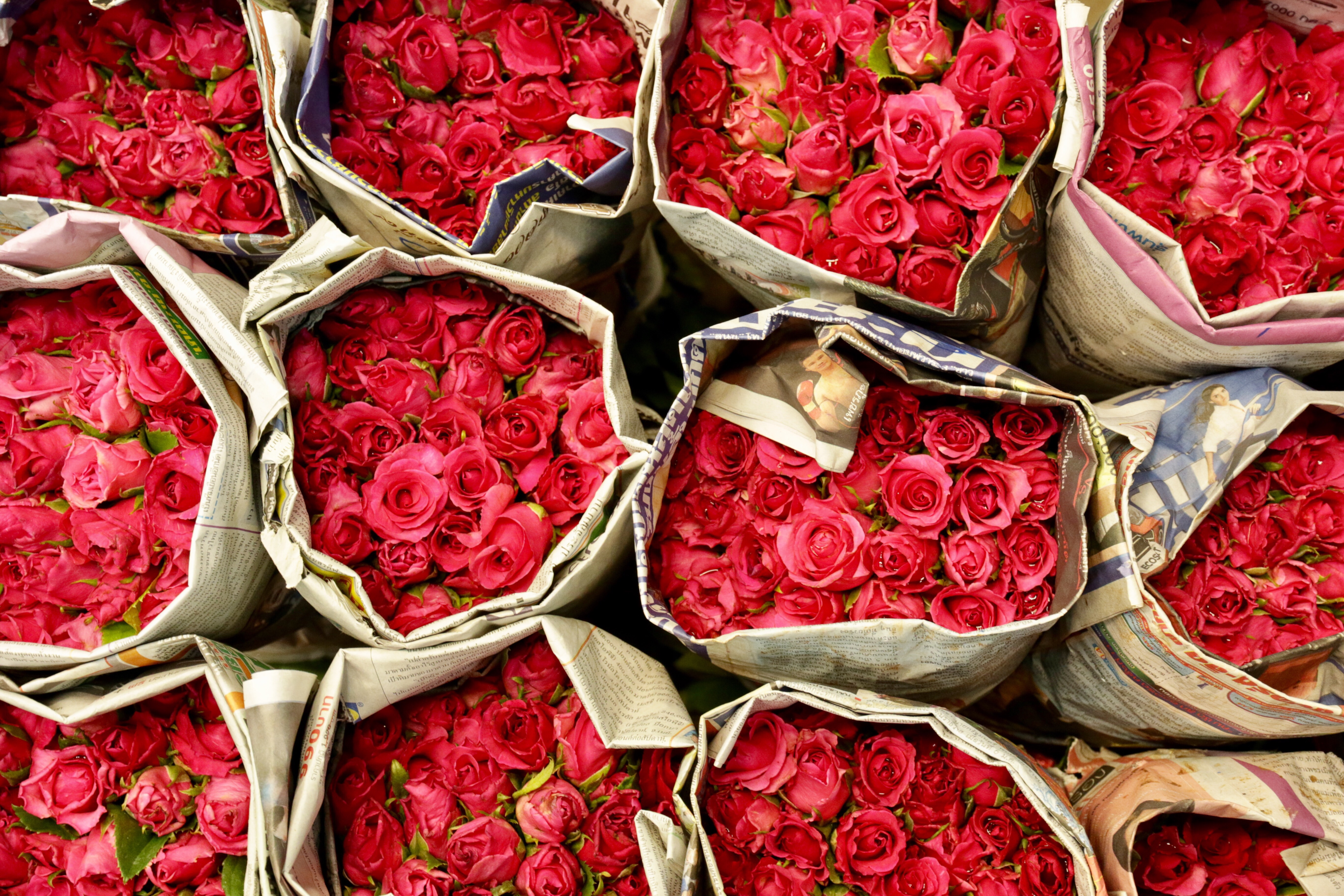 Découvrez la Signification des couleurs de roses 1 messages - tendresse passion - rose rouge