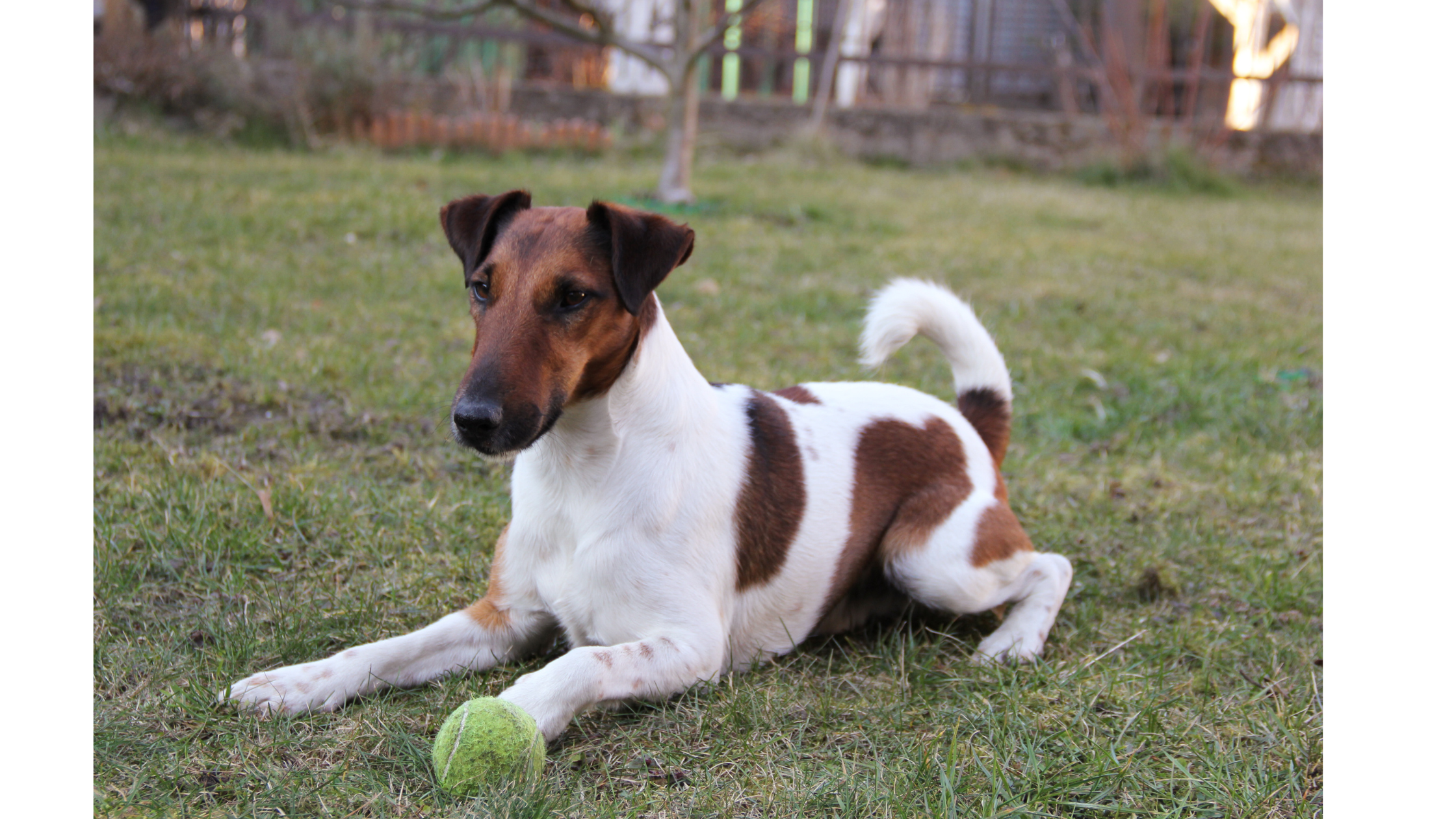 An alert Smooth Fox Terrier waiting to play fetch