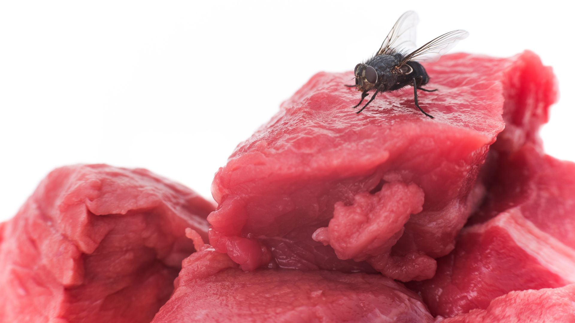 An image of a fly on red meat.