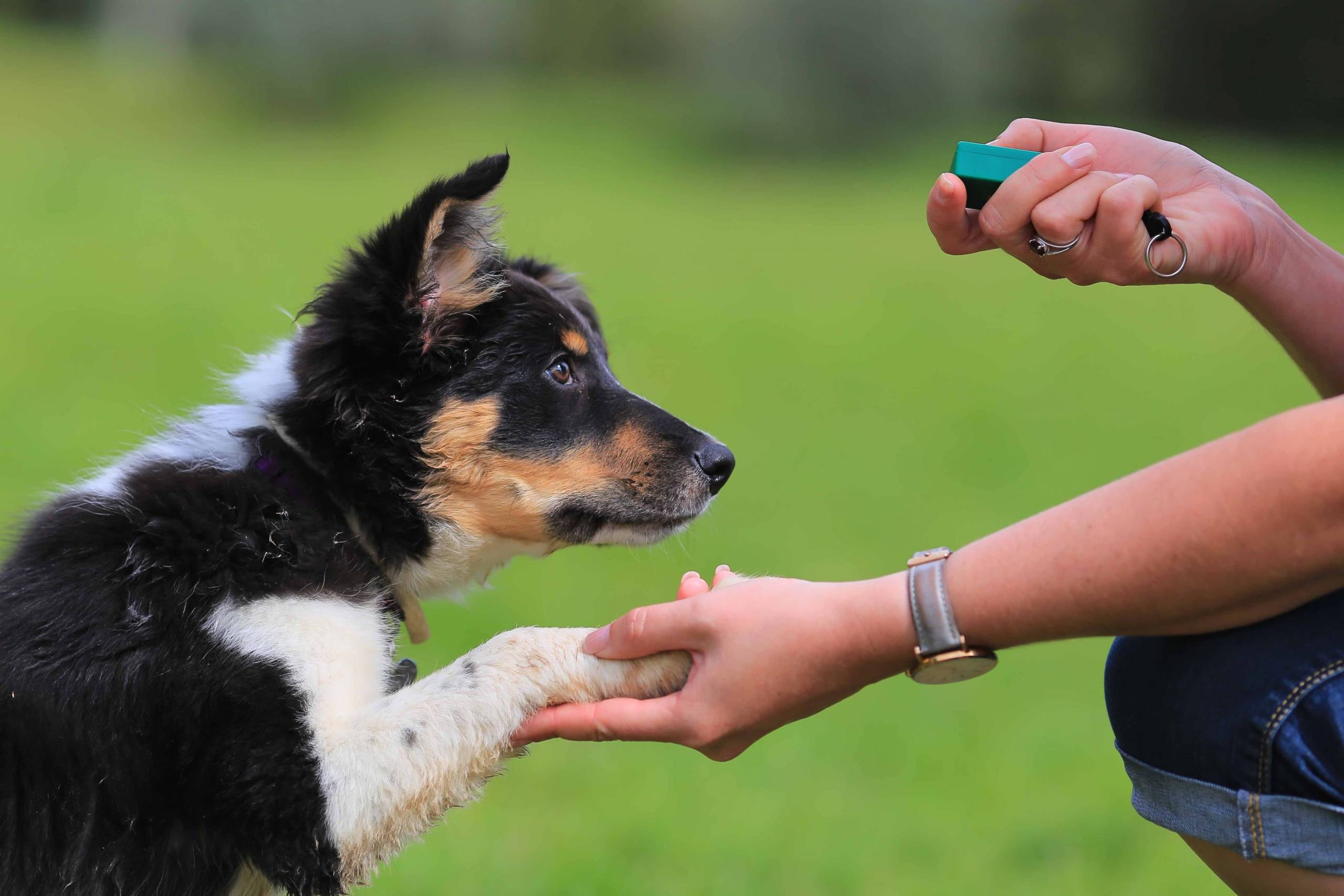 Benefits of Clicker Training