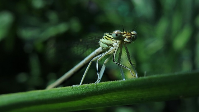 white feather dragonfly, dragon-fly, nature