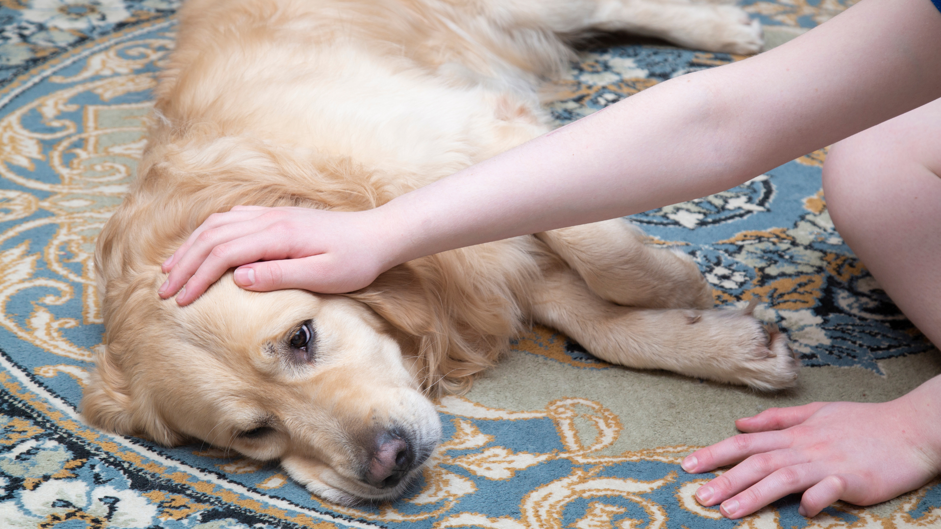 Zwingerhusten, Hund, Tiere, Infektion, Krankheit