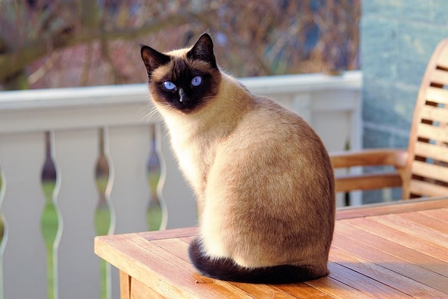 Kat plast in huis: Veelvoorkomende oorzaken van katten die in huis plassen