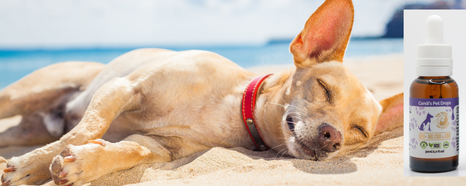 A peaceful dog sleeping on the beach after recieving CBG oil