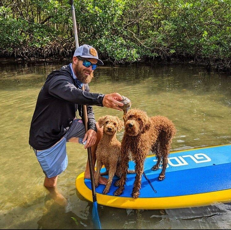 dogs on a paddle board