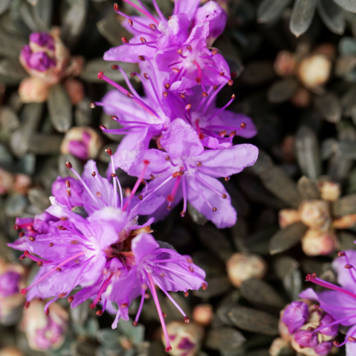 25 Best Dwarf Plants for Full Sun (To Brighten Your Garden)