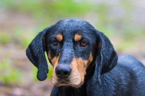 A face view of the Transylvania HOund