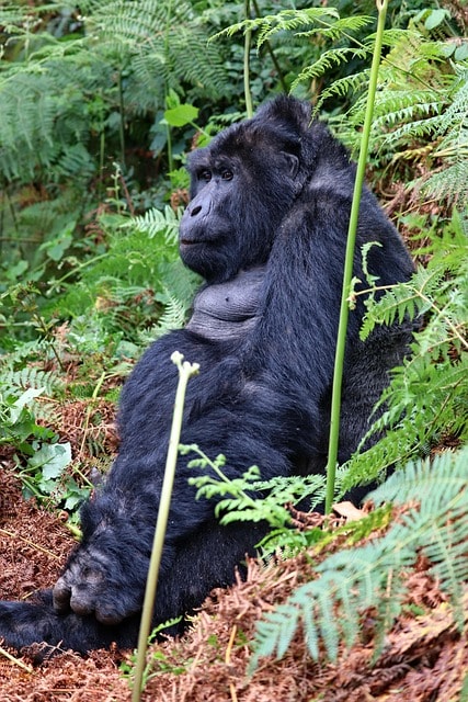 silverback, gorilla, uganda, nature, highlands, jungle, rainforest, africa, national park, reserve, mountain