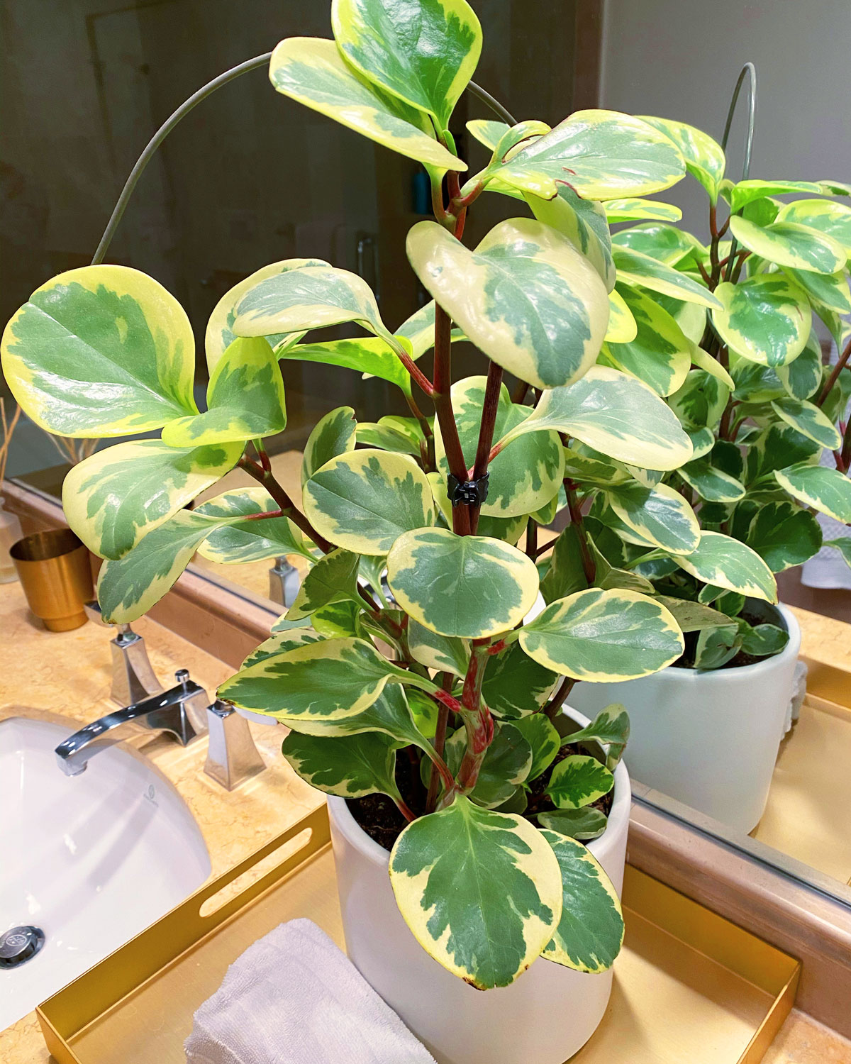 peperomia genus, grow indoors