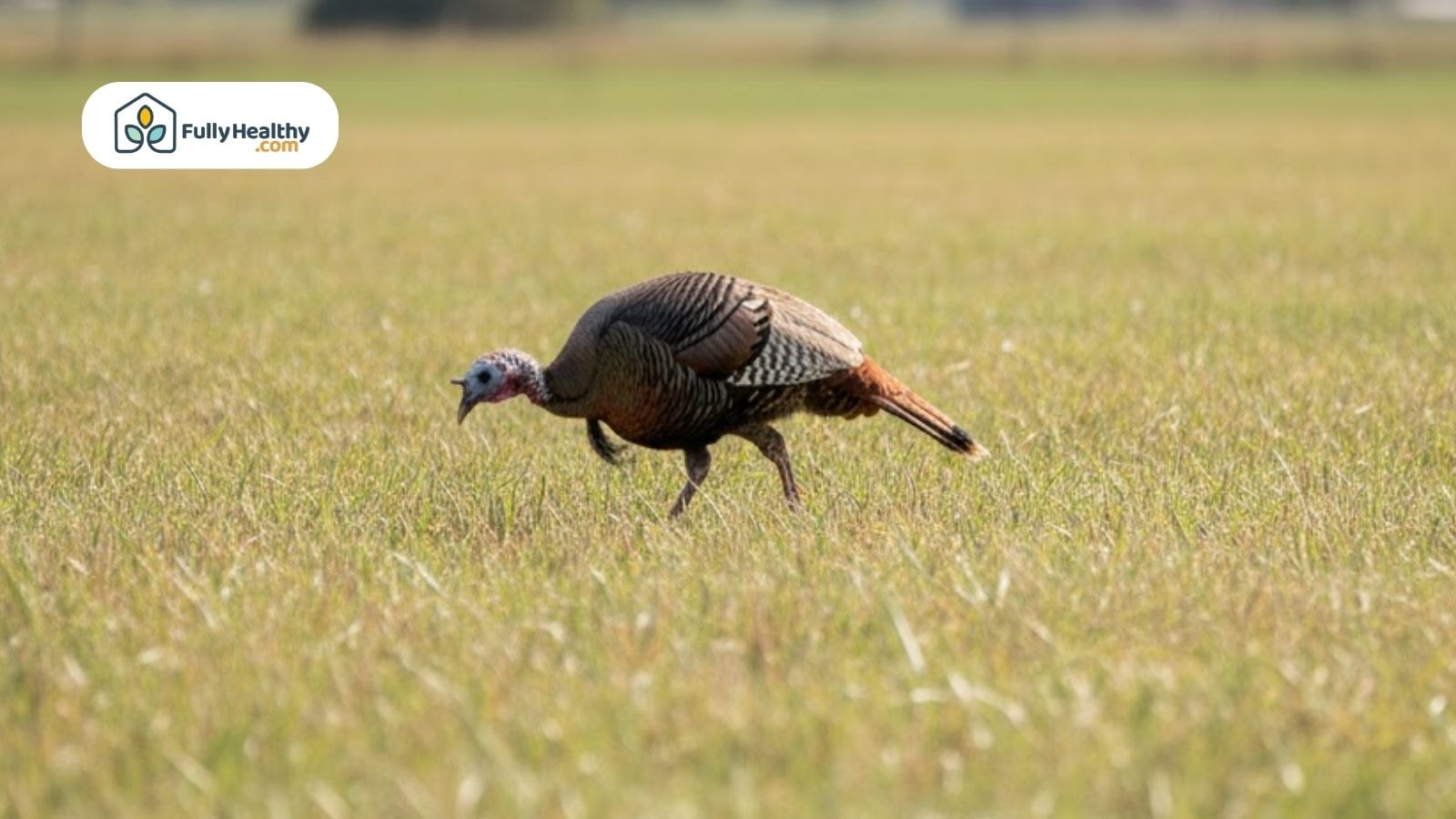 A single female turkey moving across open grass.