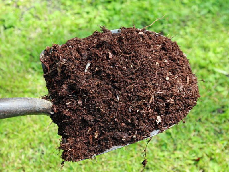 These natural, organic substances offer a multitude of advantages, spanning from better soil composition to increased nutrient levels, which are essential for strong bonsai growth.