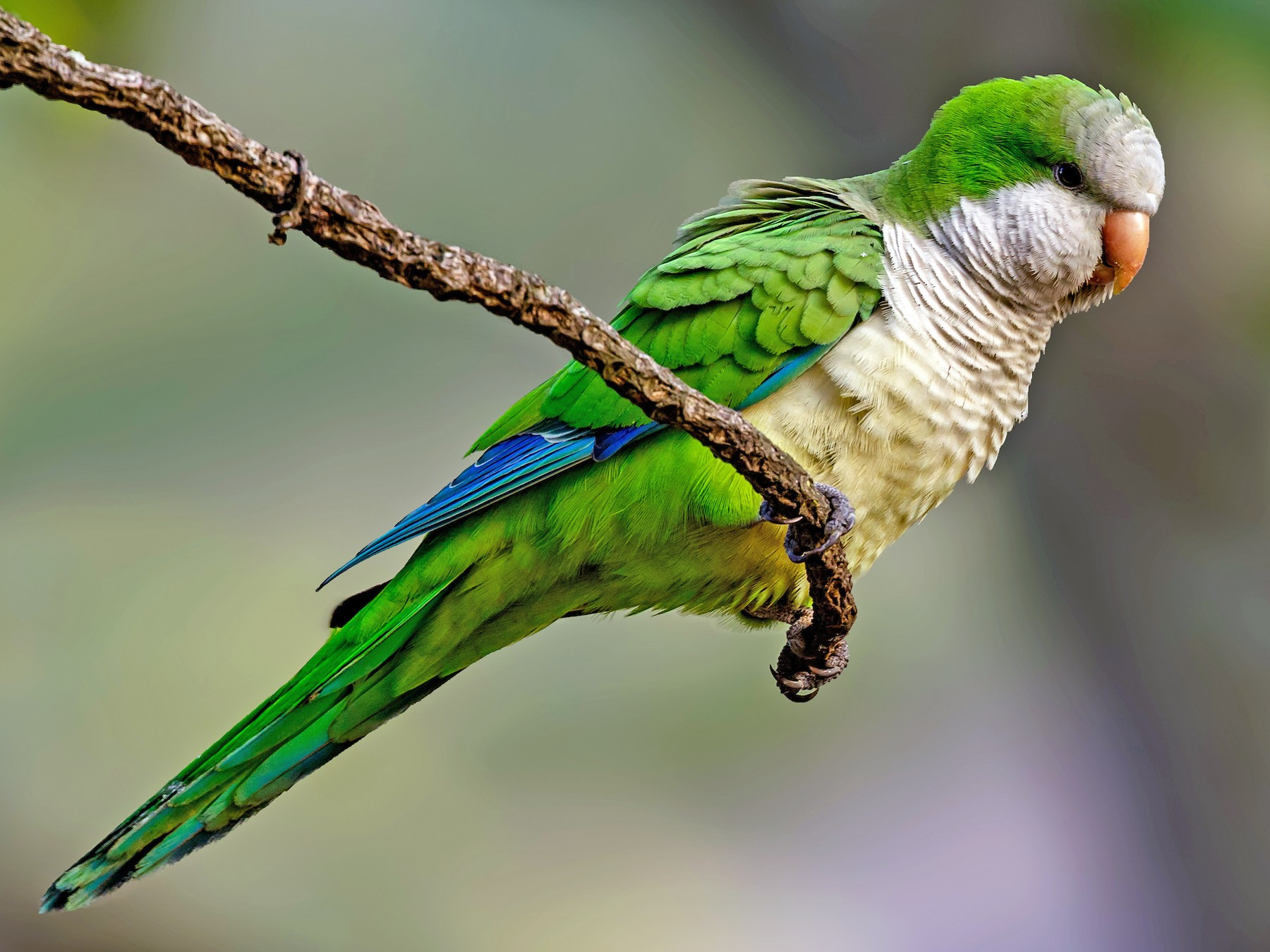 quaker parrots, bird, birds prefer to eat