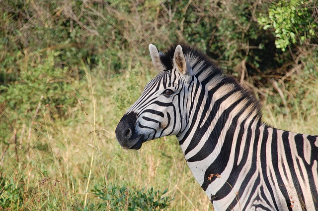 zebra, animal, safari, Animals that start with z