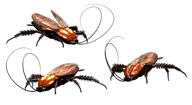 cockroach, bug, insect