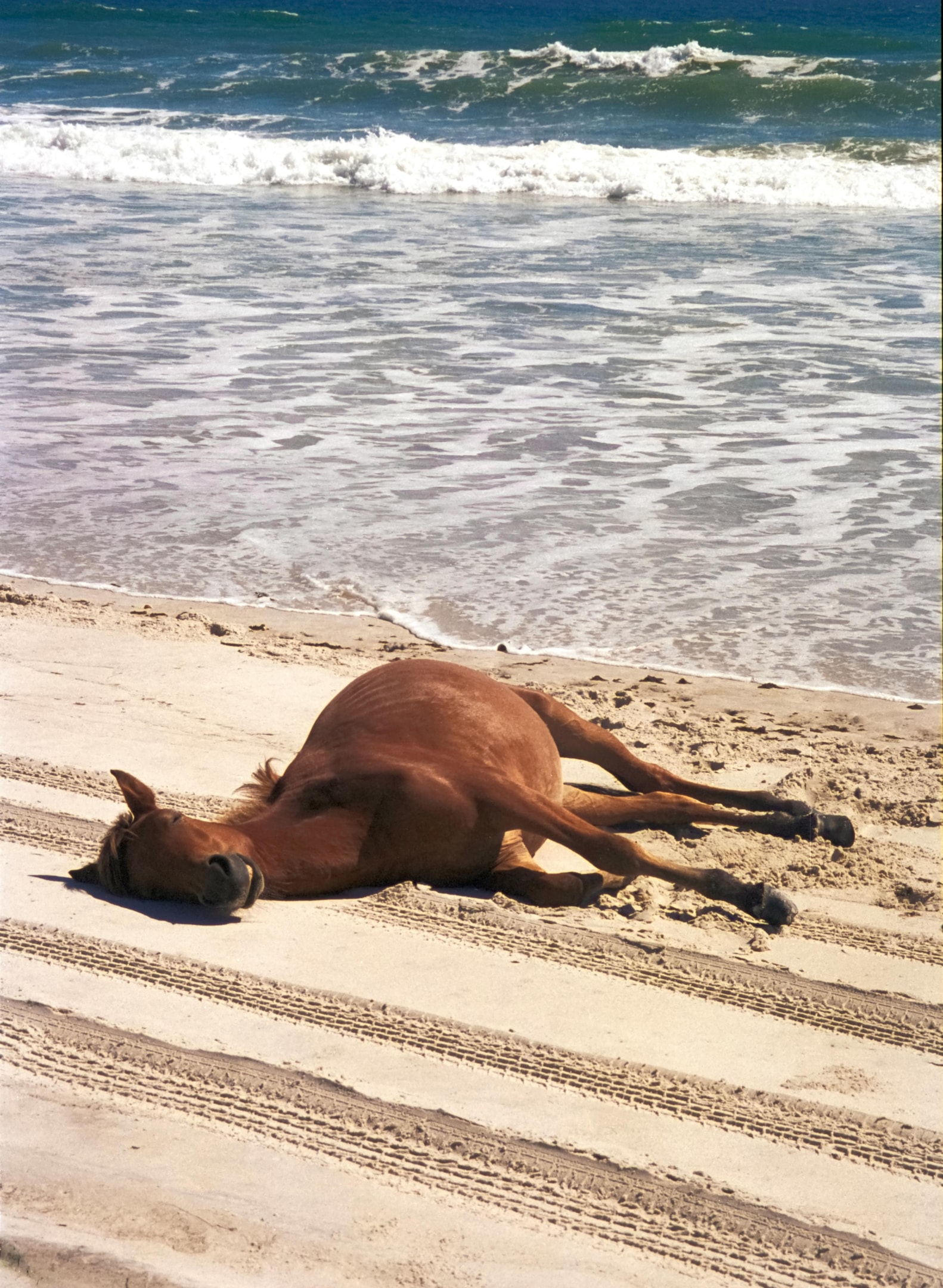 Chestnut foal relaxing on the beach.