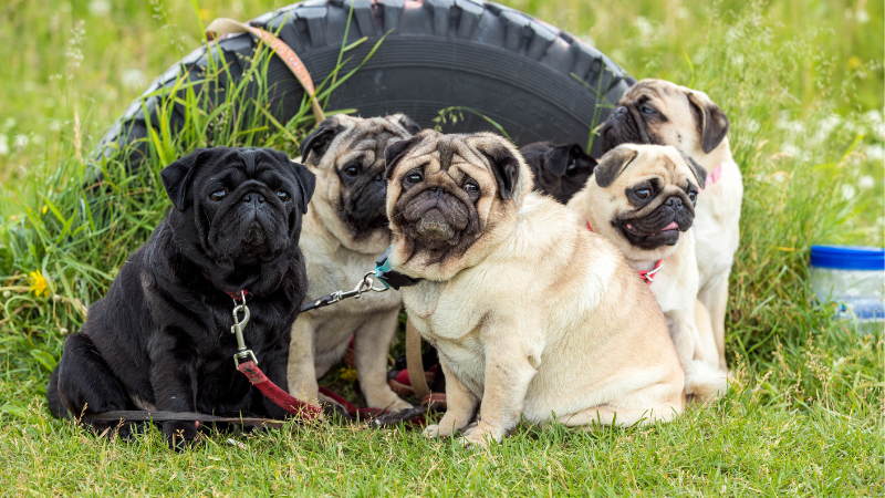 Pug Colors Decoded: A Guide to the Rainbow of Pug Coats