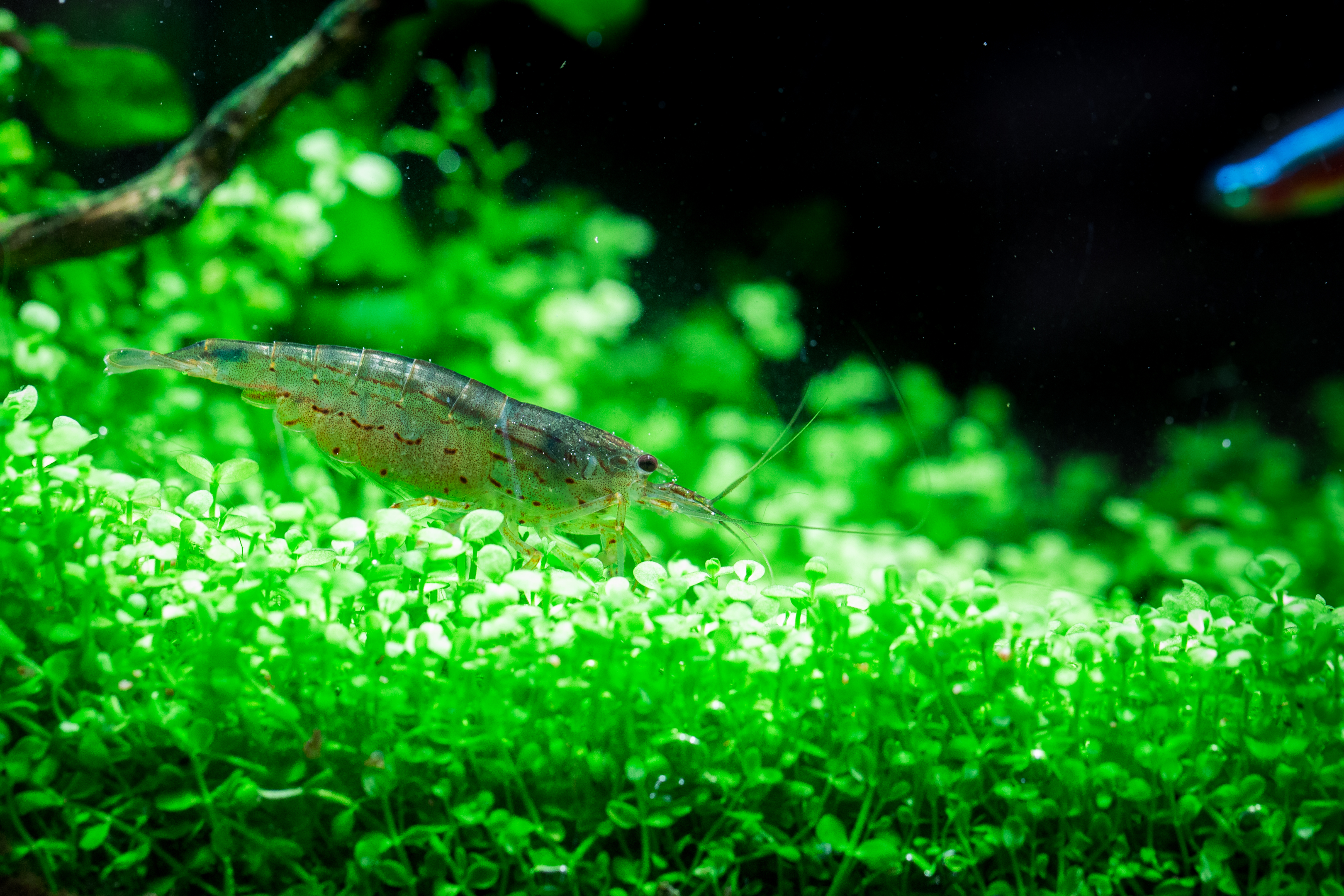 the Amano shrimp