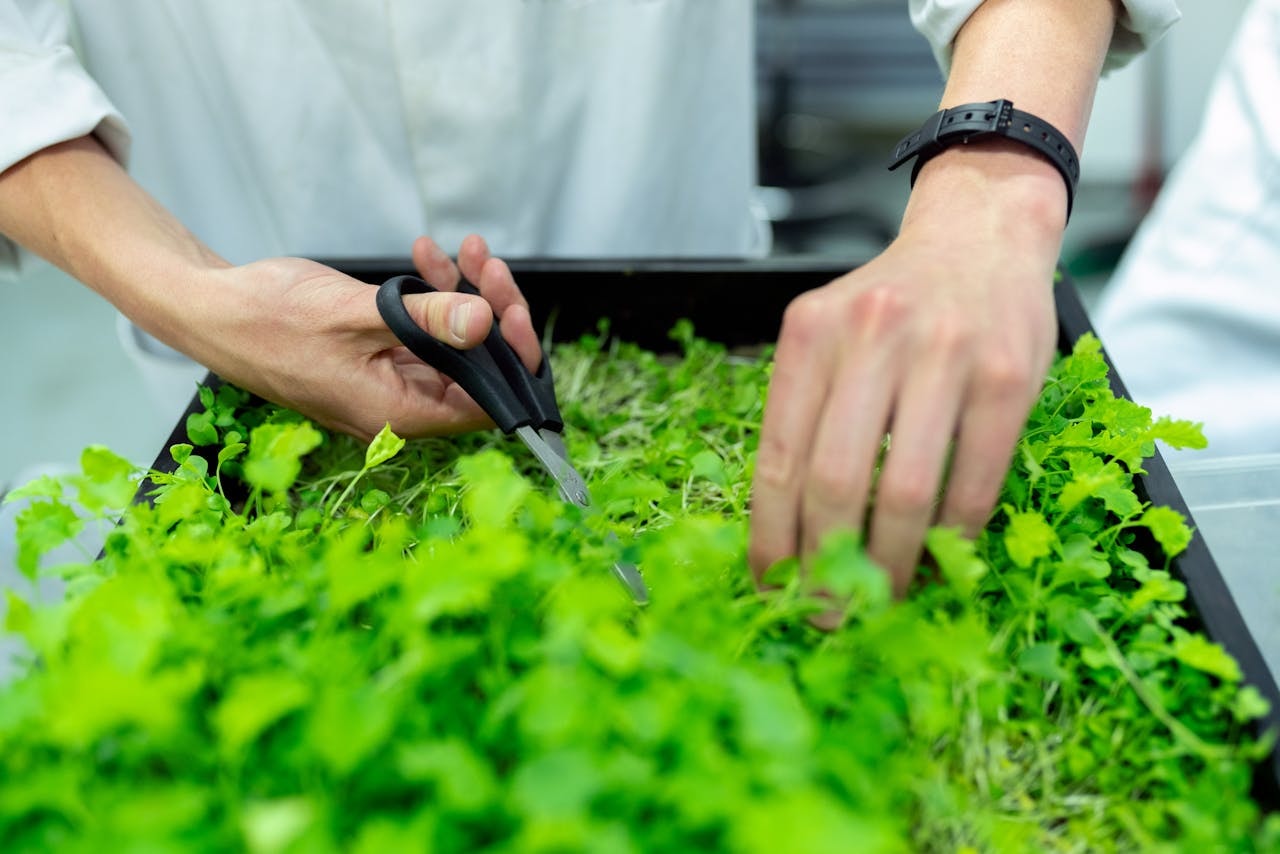 Microgreens, also called vegetable confetti, ready to harvest. Microgreens, also called vegetable confetti, ready to harvest.
