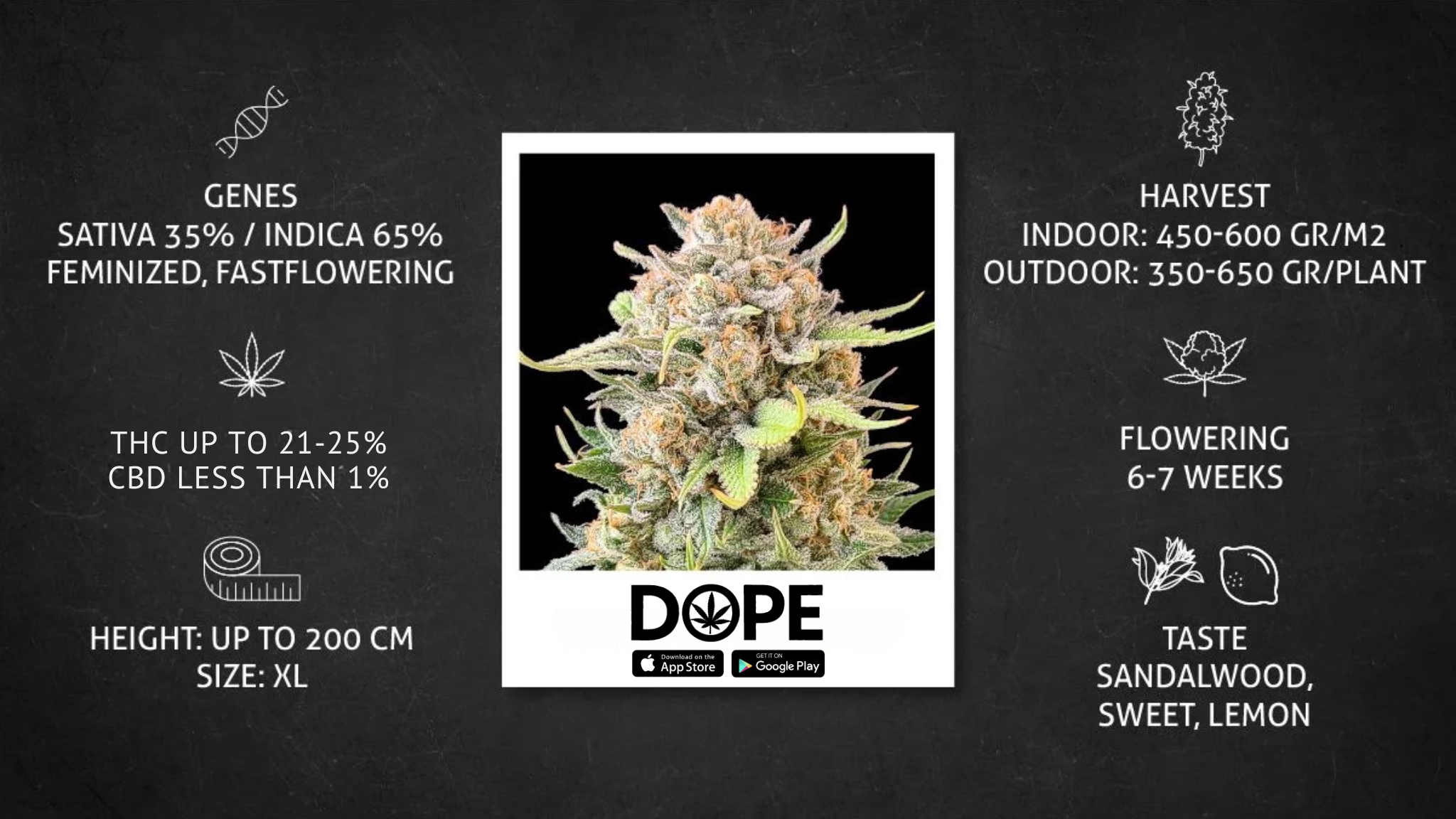 An infographic representing the THC content and effects of Tropicana Cookies strain.