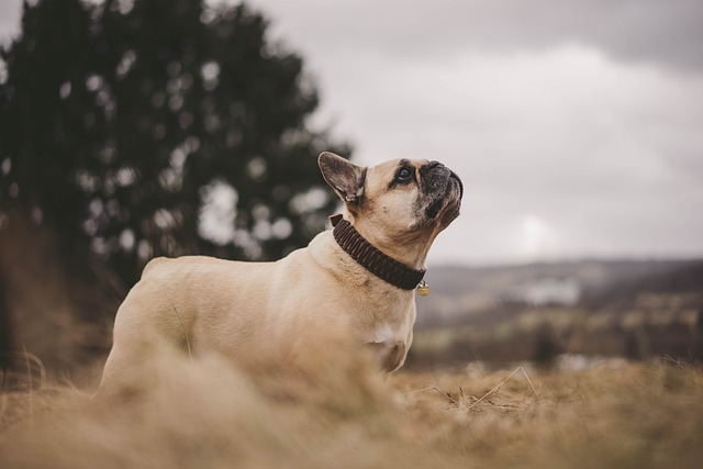 french bulldog, dog, fall