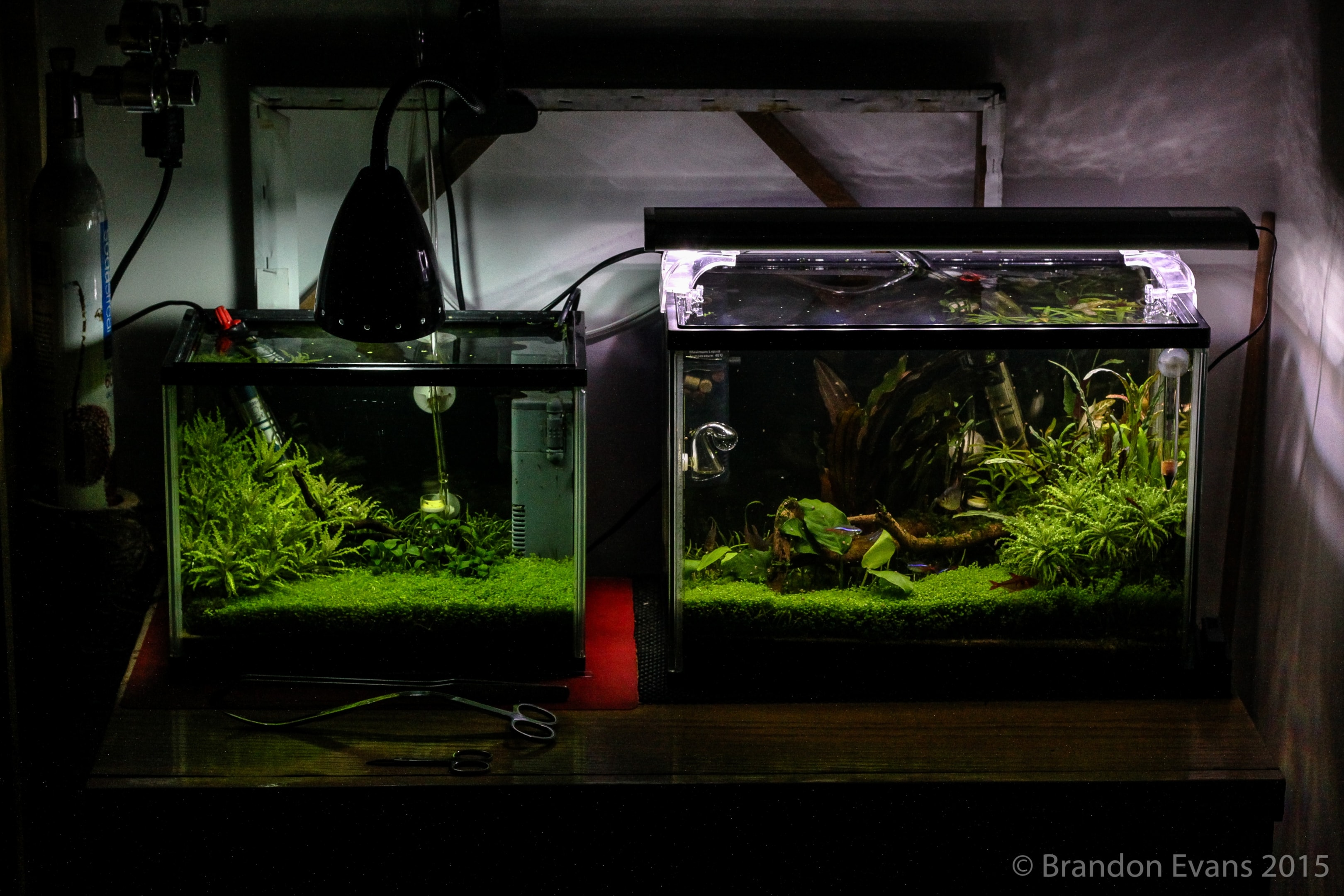 You also need to take tank size into consideration