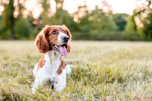 A striking Welshie laying in a field