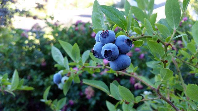 rubel blueberry, blueberry, fruit