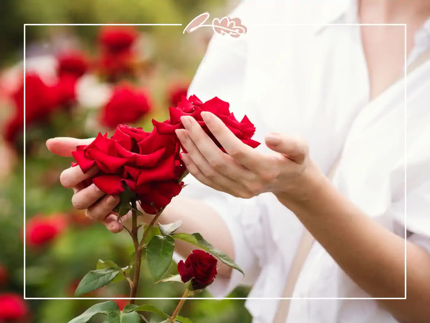 A close-up of a person gently holding a bunch of red roses in a garden. "Garden Delight" Fabulous Flowers and Gifts