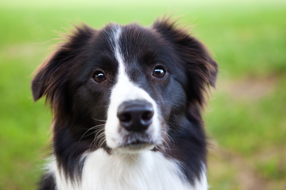 A faceview of a cute Stabyhoun dog