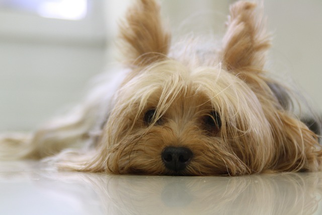 yorkshire terrier, dog, yorkie, dog breeds, many yorkies, healthy dog