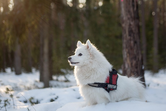 animal, dog, samoyed