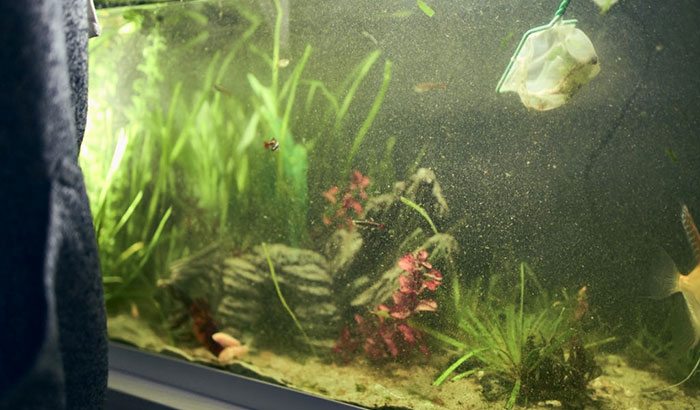 Cloudy Water in a Freshwater Fish Tank: Causes and How To Get Rid of It