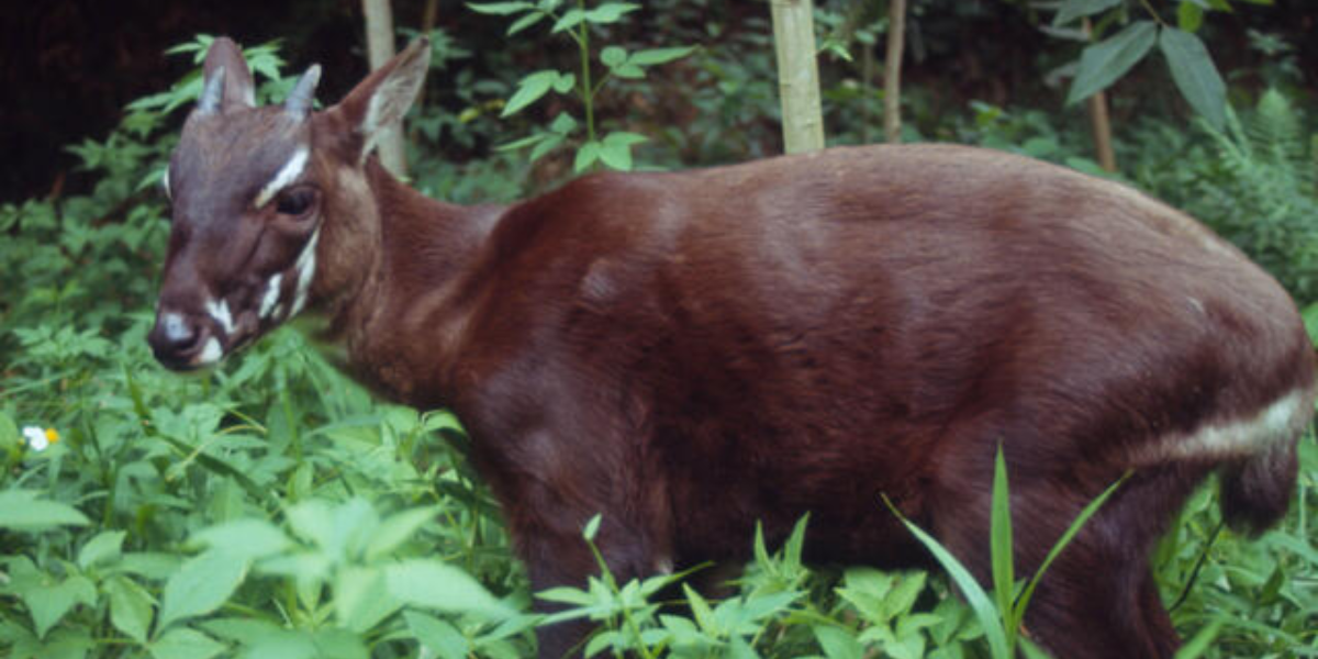 interesting animals in vietnam