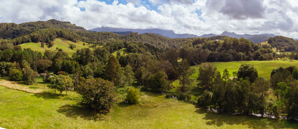 Fresh tree growths (one of the benefits of land clearing services) 