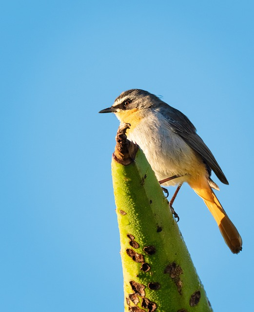 Blue-winged warbler, birds that start with B
