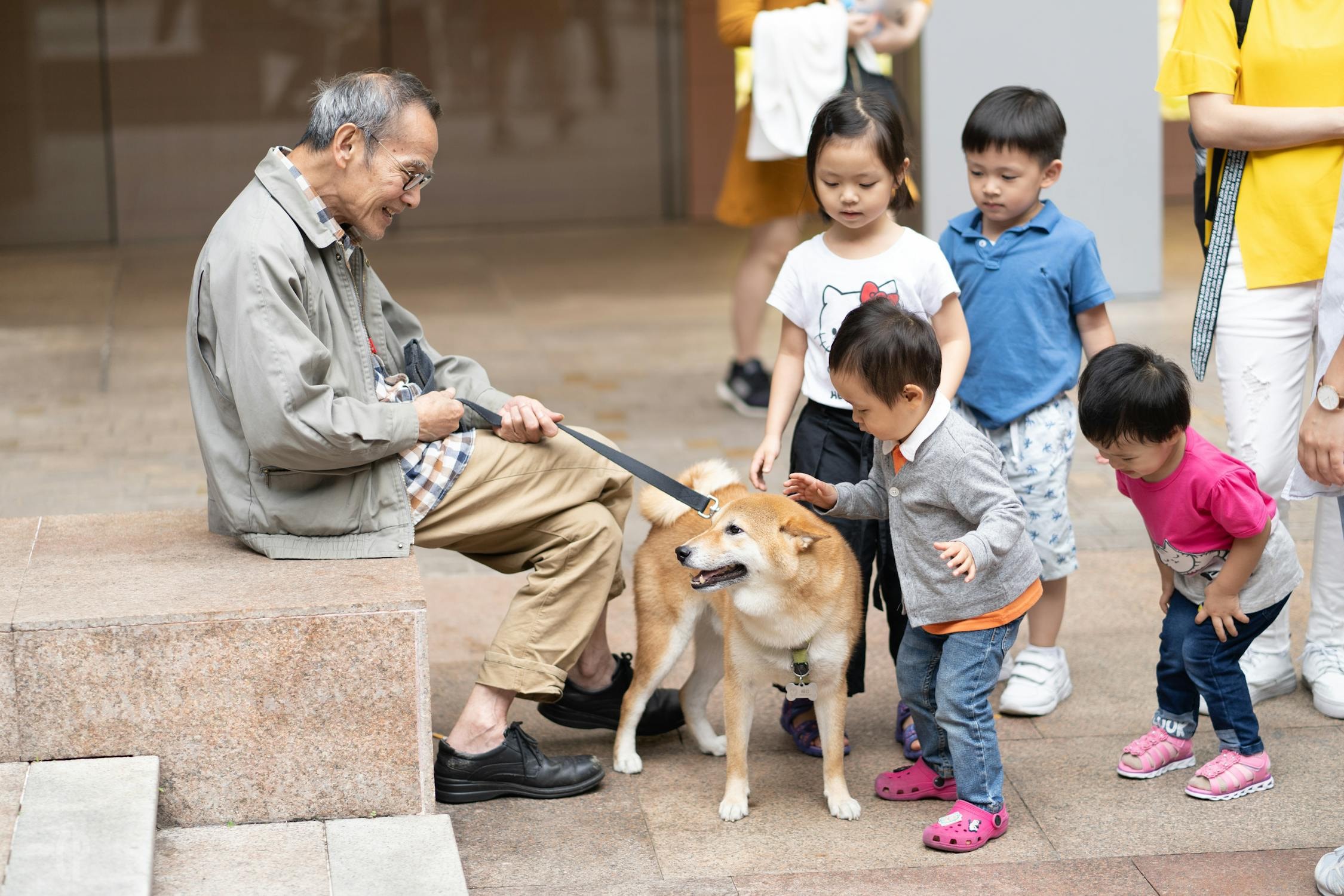 A well behaved senior dog around children