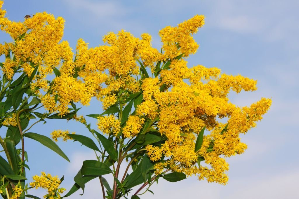 Canadian Goldenrod