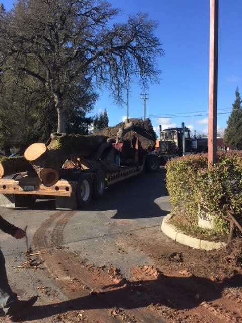 tree removals, tree care