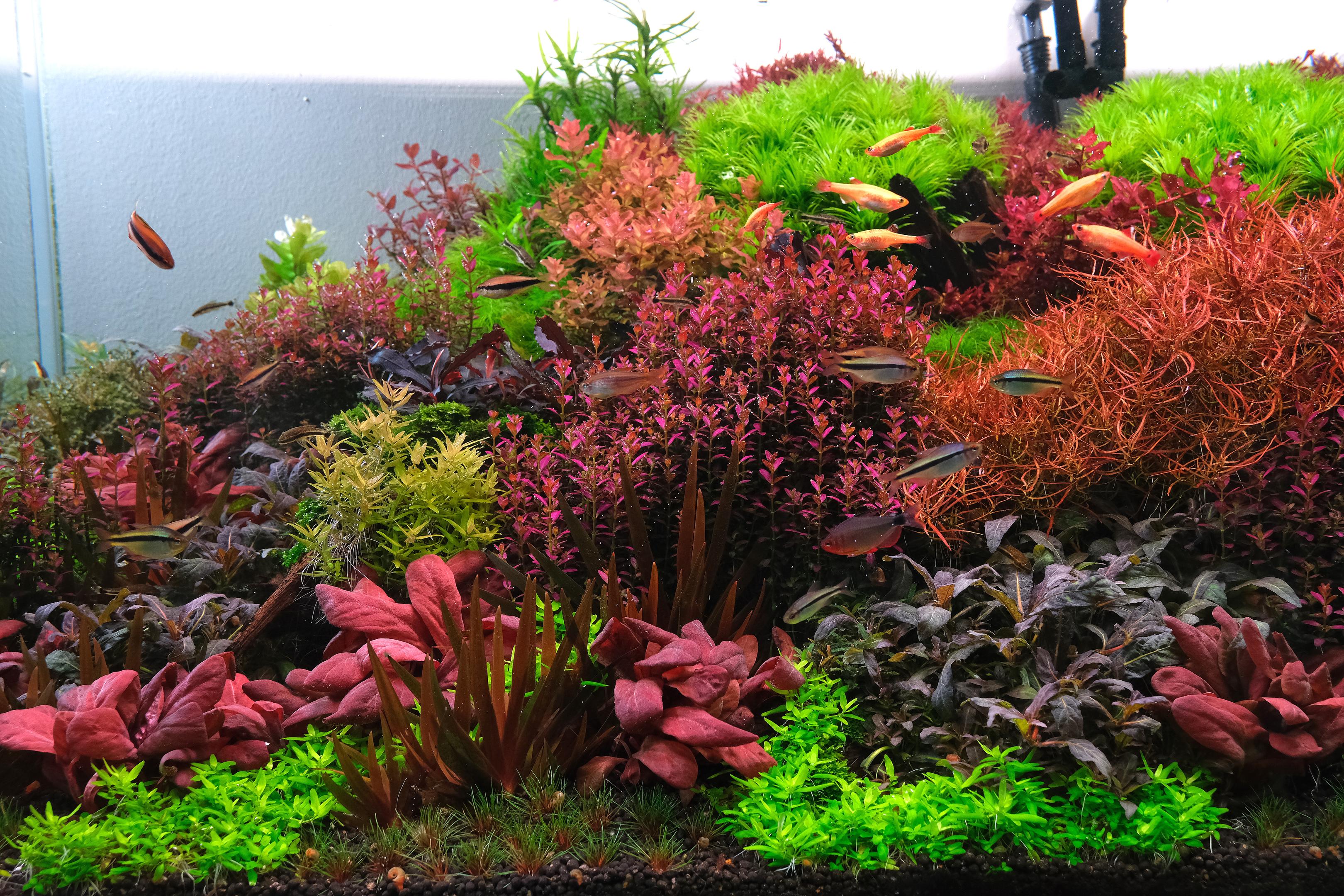 Densely planted Dutch Style Tank by The 2Hr Aquarist, featuring Rotala florida, Xyris and other plants