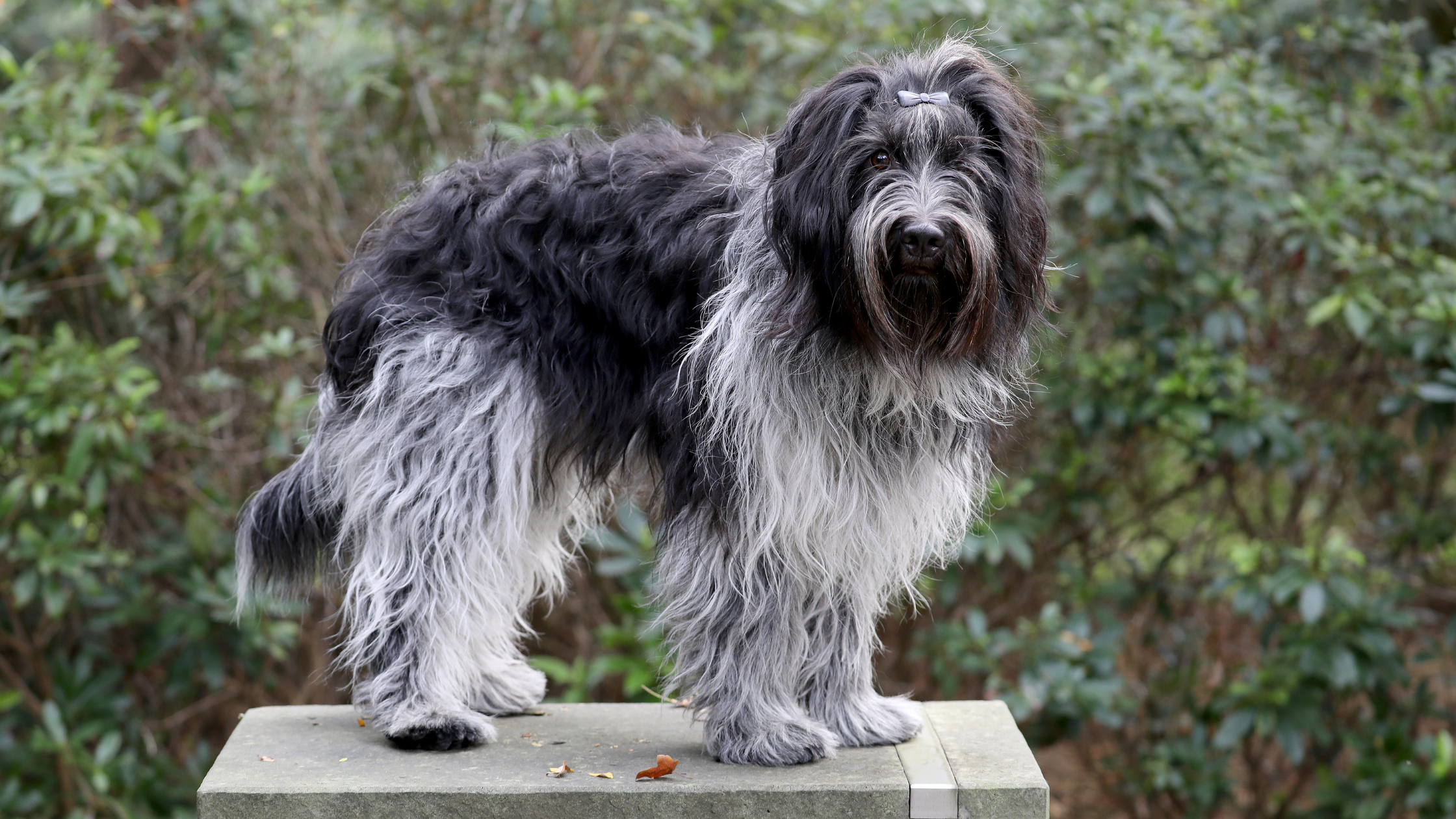 A black and white Schapendoes standing on a table outside