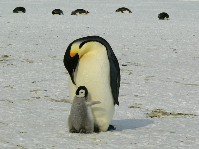 penguins, emperor penguins, baby