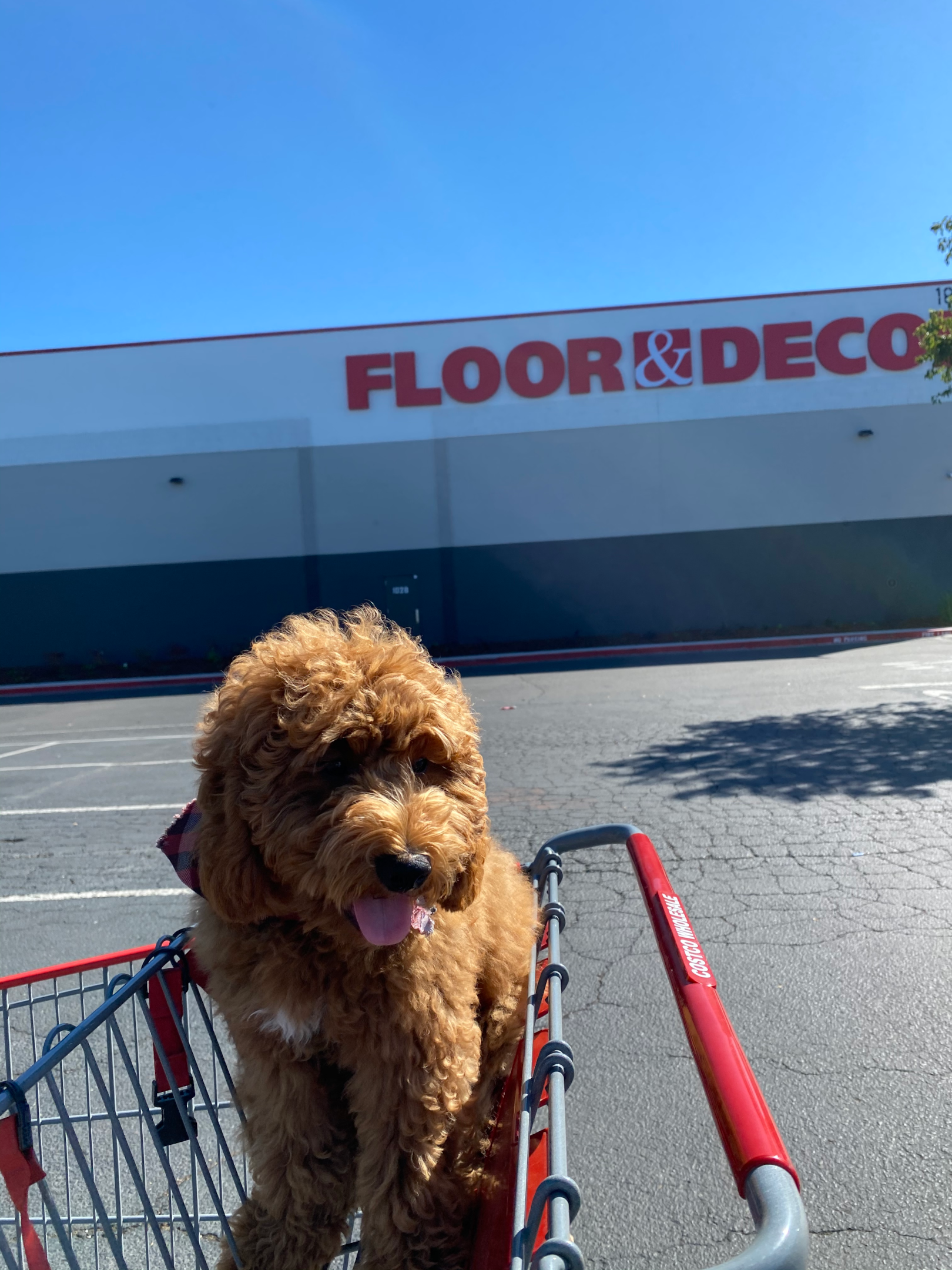 Image of a cute goldendoodle puppy dog in front of a Floor & Decor store. 