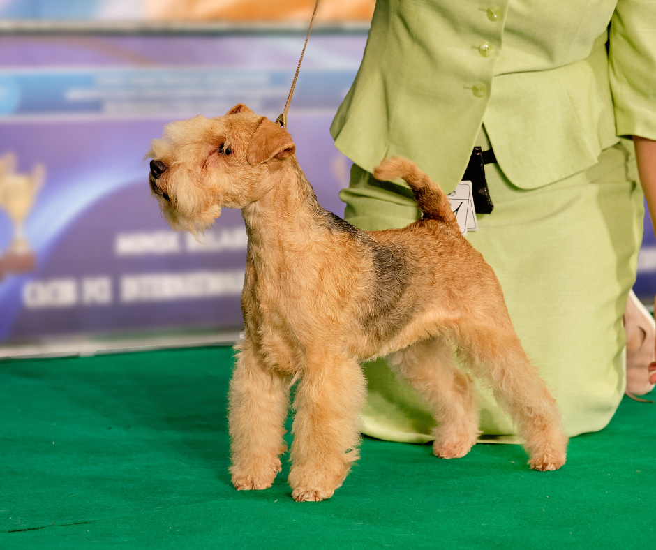 Left side view of a Welsh Terrier at a dog show