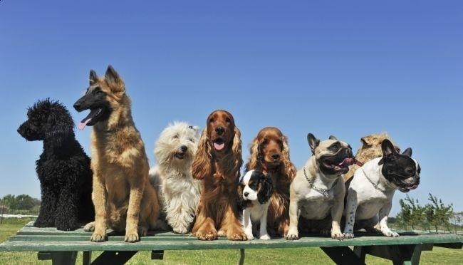 Health and Wellness for Your Canine Crew