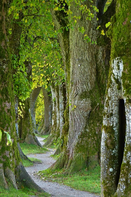 trees, path, trail