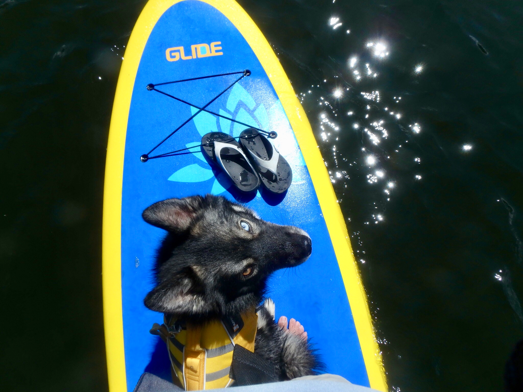 dog on a stand up paddle board