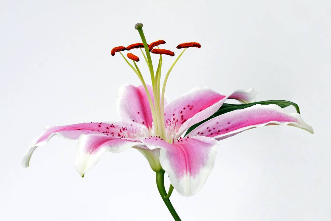 Asiatic lilies, easter lilies, trumpet lilies, hybrid lilies, asiatic hybrids, types of lilies - Flower Guy