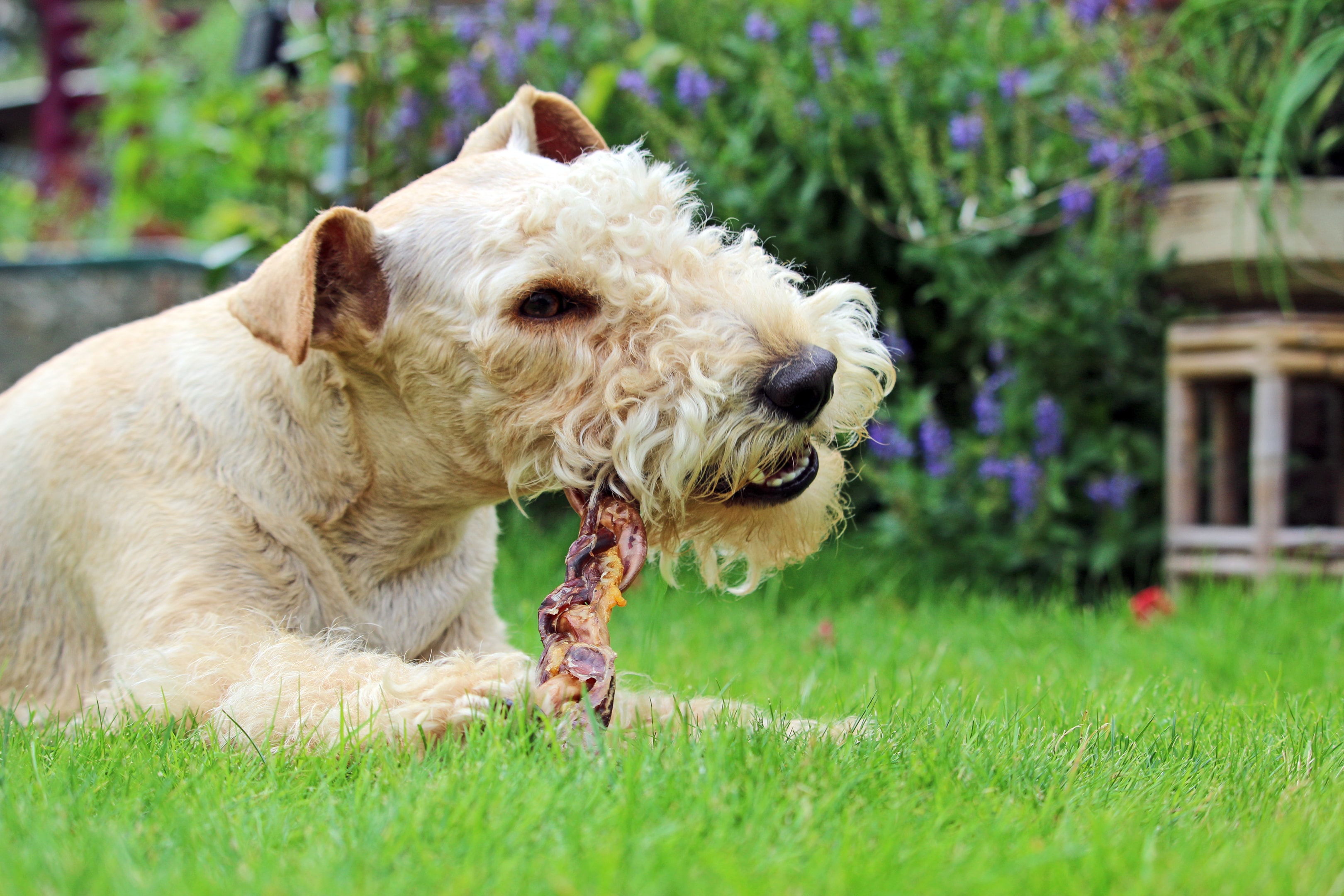A Lakeland Terrier, characterized by its wiry double coat and V-shaped ears, is happily eating high-quality dog food from a bowl. This small terrier, known for its active lifestyle and intelligence, enjoys its meal in a cozy and secure environment.